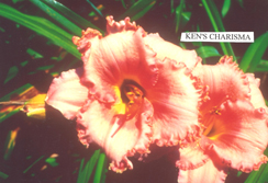 Ken's Charisma